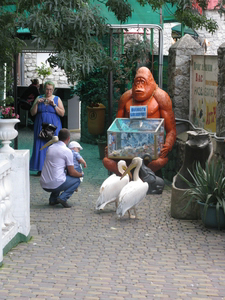 Свободно гуляющие пеликаны в зоопарке «Сказка»