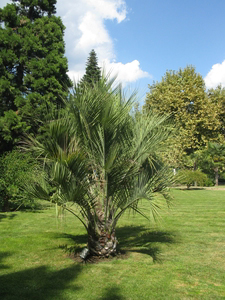 Пальма в Партенитском парке