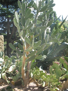 Большой кактус в Партенитском парке