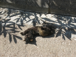 Котик отдыхает в парке