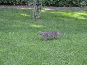 Кот в Партенитском парке