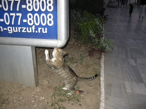 Хорошенький котик из Гурзуфа