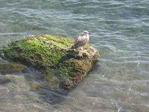 Черноморская чайка на камне