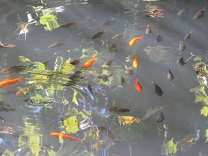 Золотые рыбки в пруду Форосского парка в Крыму