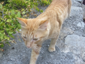 Голодный рыжий котик в Форосе в Крыму
