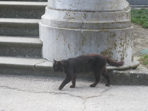 Черный котик перед дворцом в Массандре