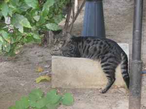 Кот в парке Ливадийского дворца