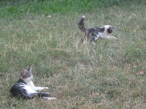 Котики, играющие на травке у Ливадийского дворца