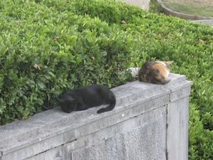 Спящие котики на территории Ливадийского дворца
