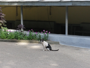 Кот в Гурзуфском парке Крыма