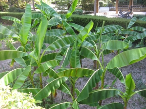 Заросли бананов в Гурзуфском парке