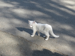 Белый котик из Гурзуфского парка