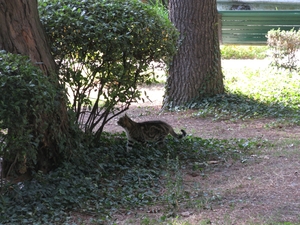 Кот, прогуливающийся в ГУрзуфском парке
