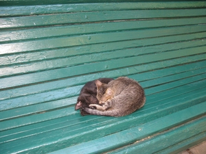Спящие в обнимку котята в Гурзуфском парке