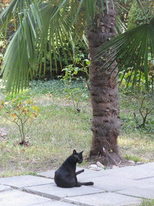 Черный котик под пальмой в парке Гурзуфа