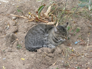 Спящий серый котик на набережной в Гурзуфе