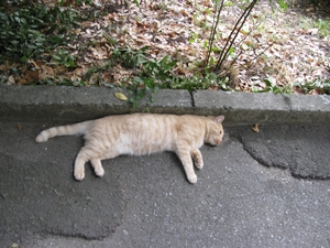 Спящий котик на аллее перед Юсуповским дворцом