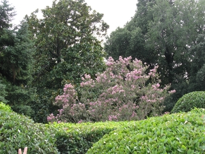 Цветущие кусты в парке Юсуповского дворца