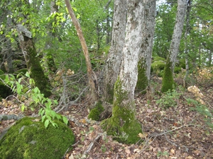 Мох на деревьях в лесу на Медведь-горе