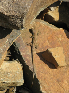 Ящерица, живущая на горе Аю-даг