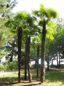 Пальмы в Партенитском парке в Крыму