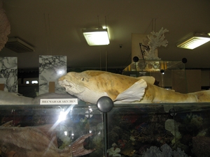 Акула в музее Партенита