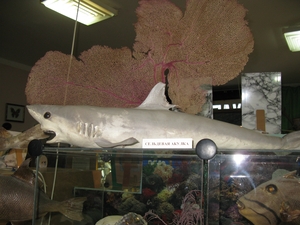 Акулка в музее Партенита