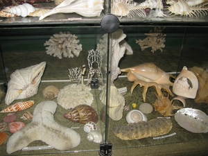 Морские экспонаты в музее Партенита