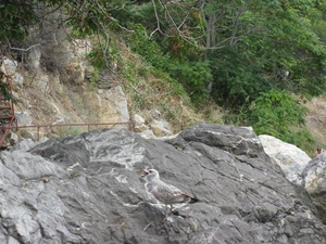 Чайка на скалах в Гурзуфе