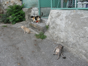 Кошки в Гурзуфе