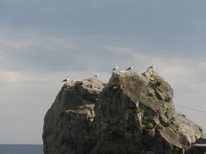 Морские чайки на скале в Гурзуфе