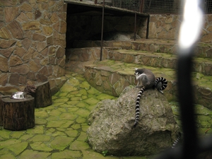 Лемур в ялтинском зоопарке «Сказка»
