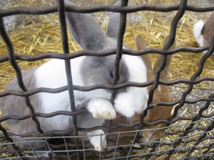 Кролики ялтинского зоопарка «Сказка»