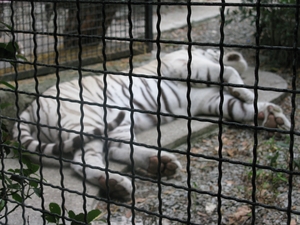Белый тигр в зоопарке «Сказка» города Ялта
