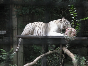 Белый тигр обедает в ялтинском зоопарке