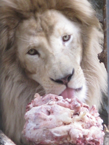 Лев кушает мясо в зоопарке «Сказка»