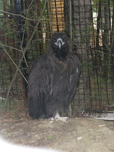 Хищная птица ялтинского зоопарка