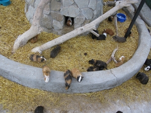 Морские свинки в зоопарке «Сказка»