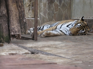 Спящий тигр в зоопарке «Сказка»
