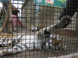 Тигры отдыхают после обеда