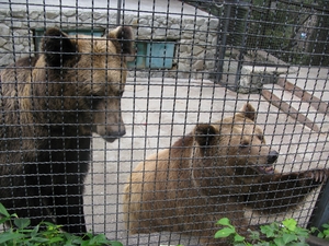 Умные медведи в зоопарке «Сказка»