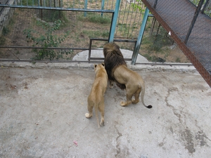 Лев с львицей в ялтинском зоопарке «Сказка»