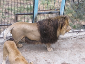 Лев в ялтинском зоопарке