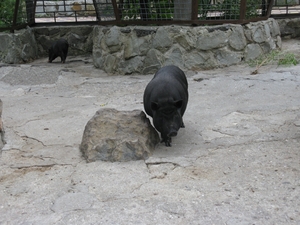 Вьетнамская свинья в «Бабушкином дворике» ялтинского зоопарка