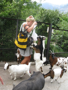 Кормление животных в «Бабушкином дворике» ялтинского зоопарка