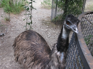 Любопытный страус ялтинского зоопарка