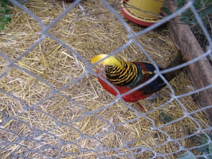 Красивый попугай в зоопарке «Сказка»