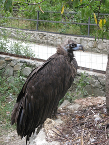Хищная птица ялтинского зоопарка «Сказка»