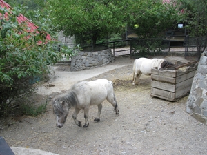 Лошадки в ялтинском зоопарке «Сказка»