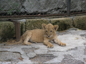 Сидящий львёнок
